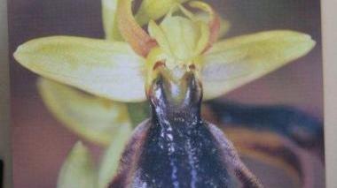 Scoperta un'orchidea rara sul Monte Calamita