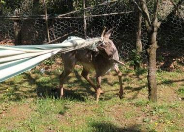 Il daino impigliato in unamaca 