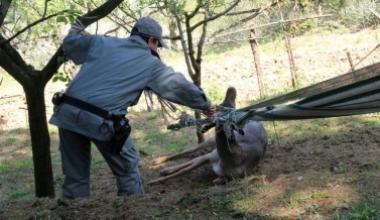 Daino resta imbrigliato in un'amaca: salvato