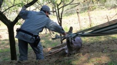 Daino resta imbrigliato in un'amaca: salvato
