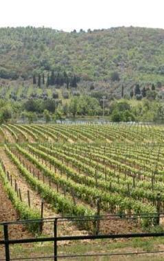 Un vigneto in Val di Cornia