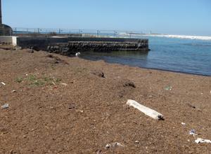 Scoglio della Regina, la spiaggia è piena di alghe. I gestori delle baracchine protestano
