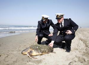 Tartaruga trovata morta sulla spiaggia a Lido di Camaiore