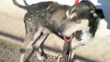 SOS ANIMALI
