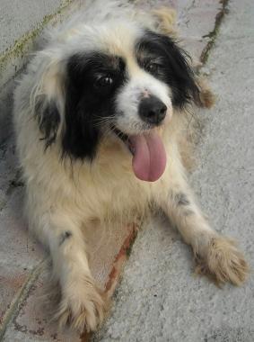  ADOZIONE PER LIUK Questa dolce puffolotta, ha voglia di tante coccole che ricambiera ...