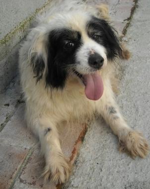 SOS ANIMALI