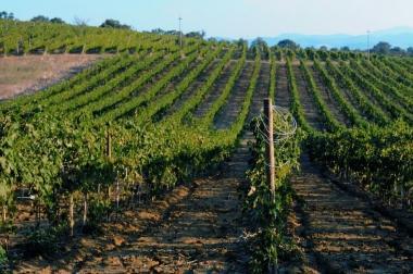 <b>VIGNETO. </b>Nella zona del Montecucco          