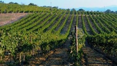 <b>VIGNETO. </b>Nella zona del Montecucco