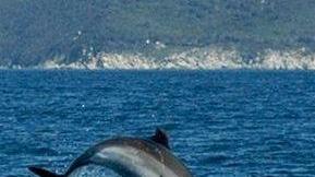 Un delfino di fronte alle coste dell’Isola d’Elba