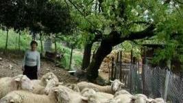 L’agnello pomarancino