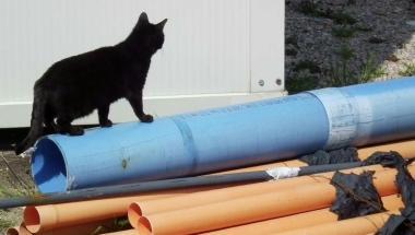 <b>ALLARME GATTI. </b>Proseguono le indagini sulle ultime uccisioni 