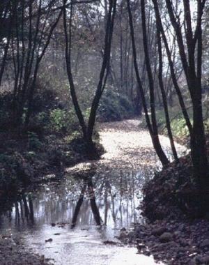 Il bosco del Bottaccio 