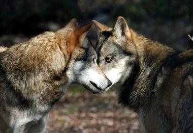Un branco di lupi e, sotto, una veduta di Chianni 