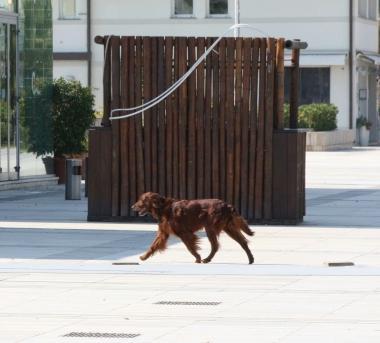 Un cane libero in Passeggita e i distributori di sacchetti per gli escrementi degli animali  