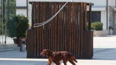 Un cane libero in Passeggita e i distributori di sacchetti per gli escrementi degli animali