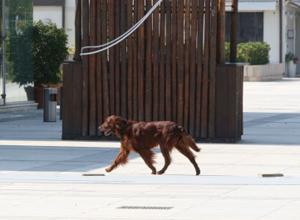 Passeggiata toilette dei cani«E' l'ora di multare i padroni»