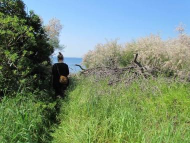 Sopra il cancello del giardino conquistato dalla vegetazione