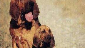 Una coppia di cani dal naso d’oro