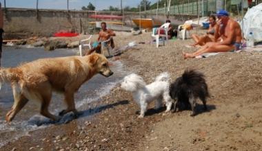 Cani in spiaggia, divieti più severi anche il 25 aprile