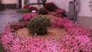 Azalea, più qualità ma resta il biglietto per entrare alla fiera