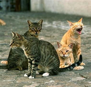 Una colonia di gatti  