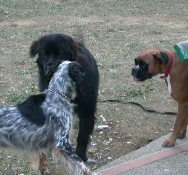 L’incontro tra cani non di rado provoca fastidi e incidenti