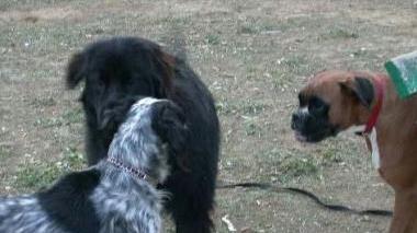 L’incontro tra cani non di rado provoca fastidi e incidenti