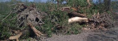 A fianco la ruspa impegnata sul torrente Lupicaia, a Casino di Terra Al centro alcune delle piante già abbattute