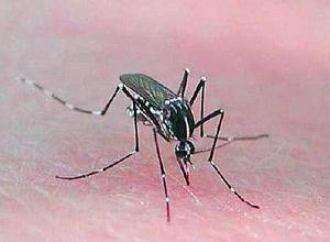 La zanzara tigre è un insetto che è attivo sia di giorno che di notte, è  molto resistente ai veleni comuni e può anche trasmettere virus