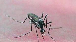 La zanzara tigre è un insetto che è attivo sia di giorno che di notte, è molto resistente ai veleni comuni e può anche trasmettere virus
