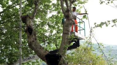 Fumo e fiamme dal tronco di un platano