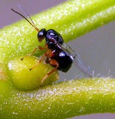 Castagneti infestati da un temibile parassita