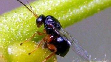 Castagneti infestati da un temibile parassita