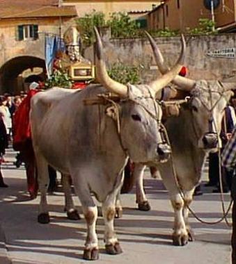 <b>LA FESTA.</b> Comincia a Orbetello il 7 maggio   