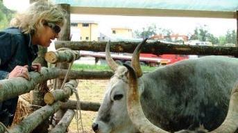 La fiera di Massarosa