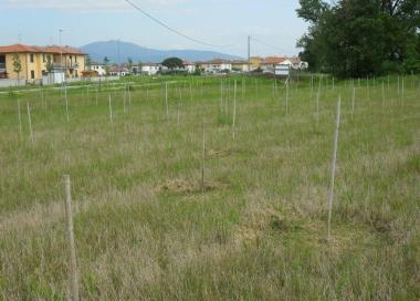 Una veduta dellarea Kyoto, piantumata con 5mila alberelli 