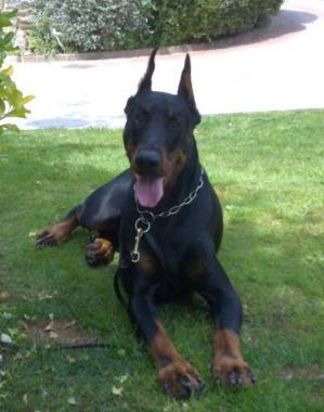 Doppio successo pasquale per il dobermann Zeus