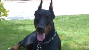 Doppio successo pasquale per il dobermann Zeus