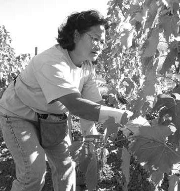 Un momento della vendemmia in una vigna 