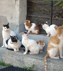 Colonia di gatti      