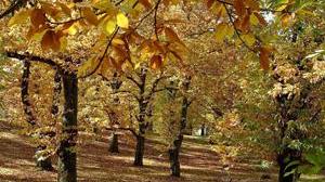 Il batterio salva castagni anche a Sorano
