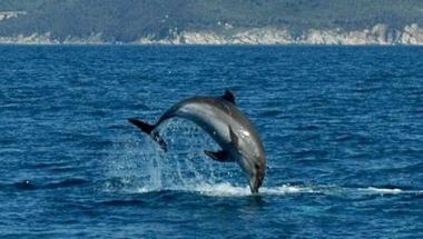 Un delfino di fronte alle coste dell’Elba: tra gli obbiettivi del Parco la costituzione delle aree marine protette