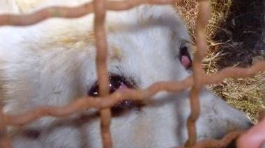 Tre cani condividevano una piccola gabbia