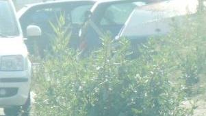<b>CASALONE.</b> Un marciapiede