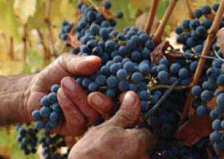 Oggi si parla di vendemmia verde 