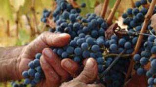 Oggi si parla di vendemmia verde