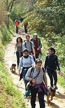 A spasso con i cani 