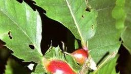 <b>CINIPIDE GALLIGENO </b>è comparso sugli alberi dell’Amiata nel 2008
