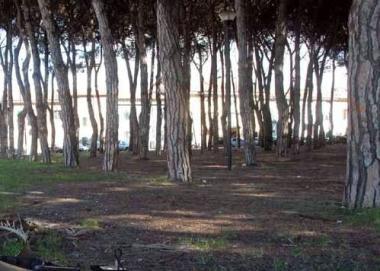 La pineta di via Garibaldi a Marina  