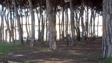 La pineta di via Garibaldi a Marina